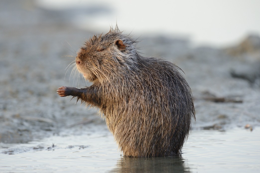 Nutria cantante